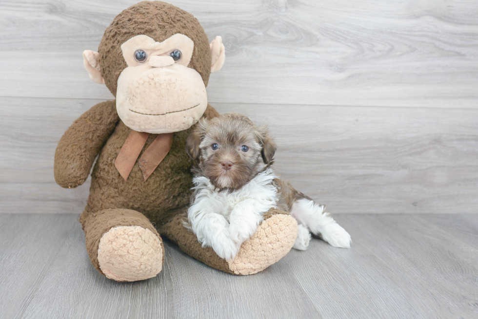 Havanese Pup Being Cute