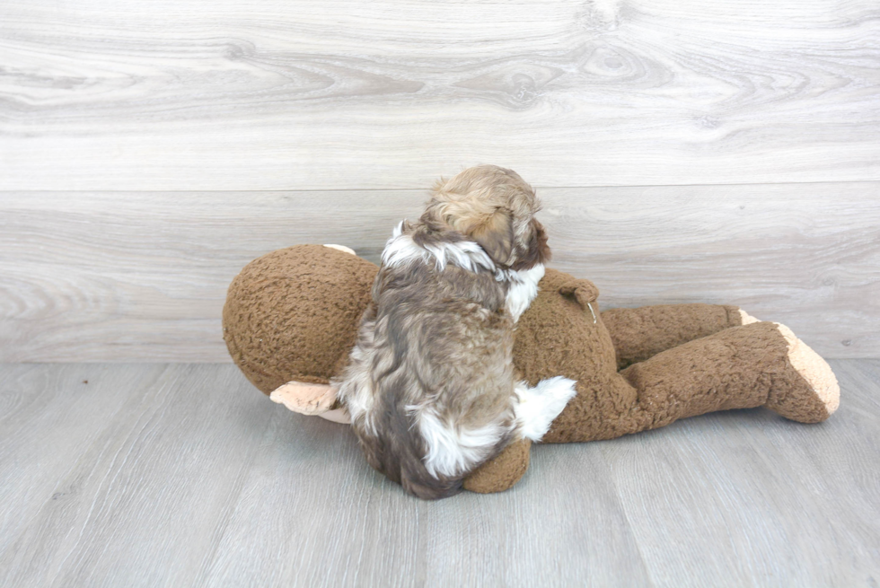 Havanese Pup Being Cute