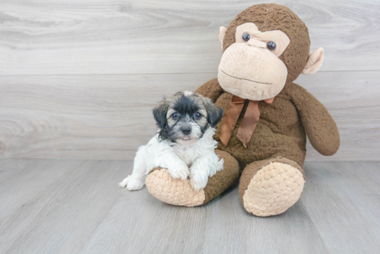 Fluffy Havanese Purebred Puppy