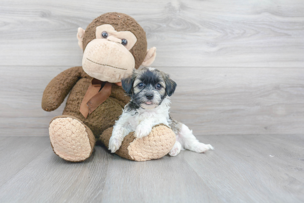 Funny Havanese Purebred Pup