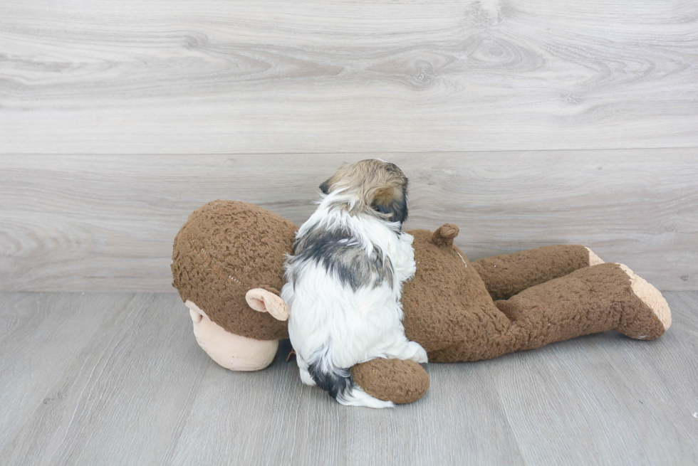 Havanese Pup Being Cute