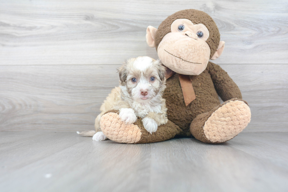 Friendly Havanese Purebred Pup