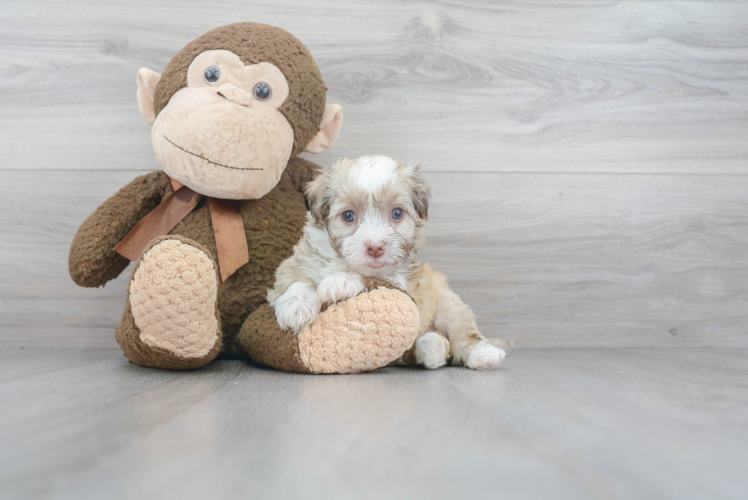 Best Havanese Baby
