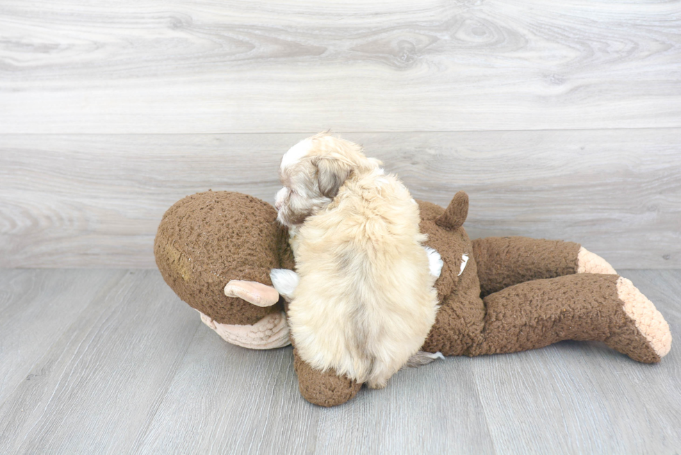 Havanese Pup Being Cute