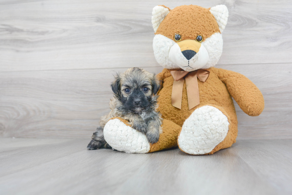 Hypoallergenic Havanese Baby