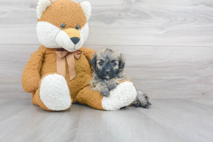 Hypoallergenic Havanese Purebred Pup