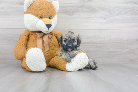 Hypoallergenic Havanese Purebred Pup