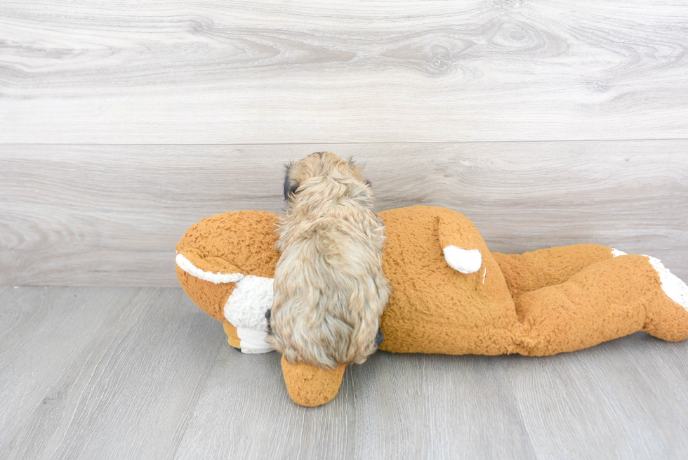 Havanese Pup Being Cute