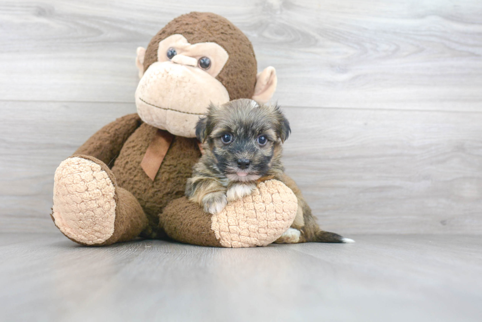 Havanese Pup Being Cute