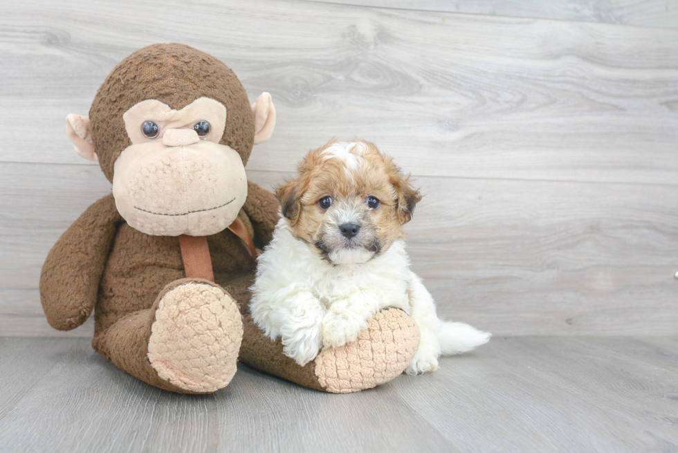 Havanese Pup Being Cute