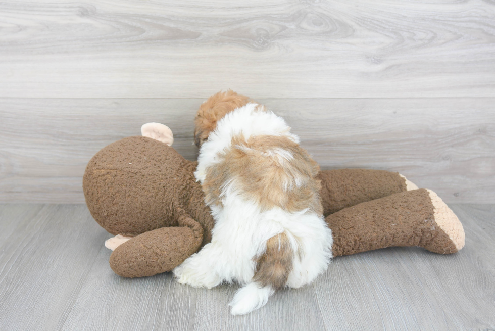 Friendly Havanese Purebred Pup