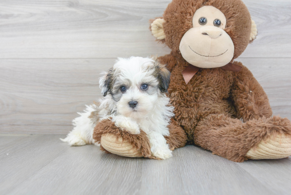 Havanese Puppy for Adoption