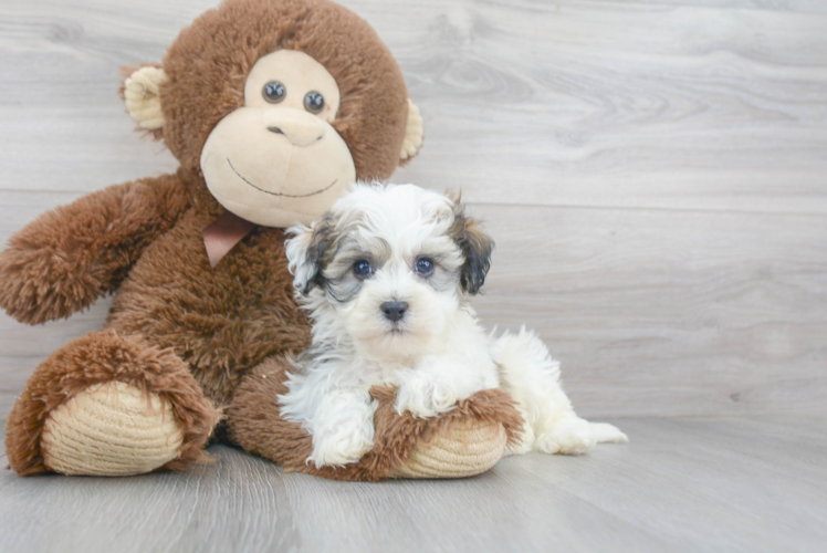 Happy Havanese Purebred Puppy