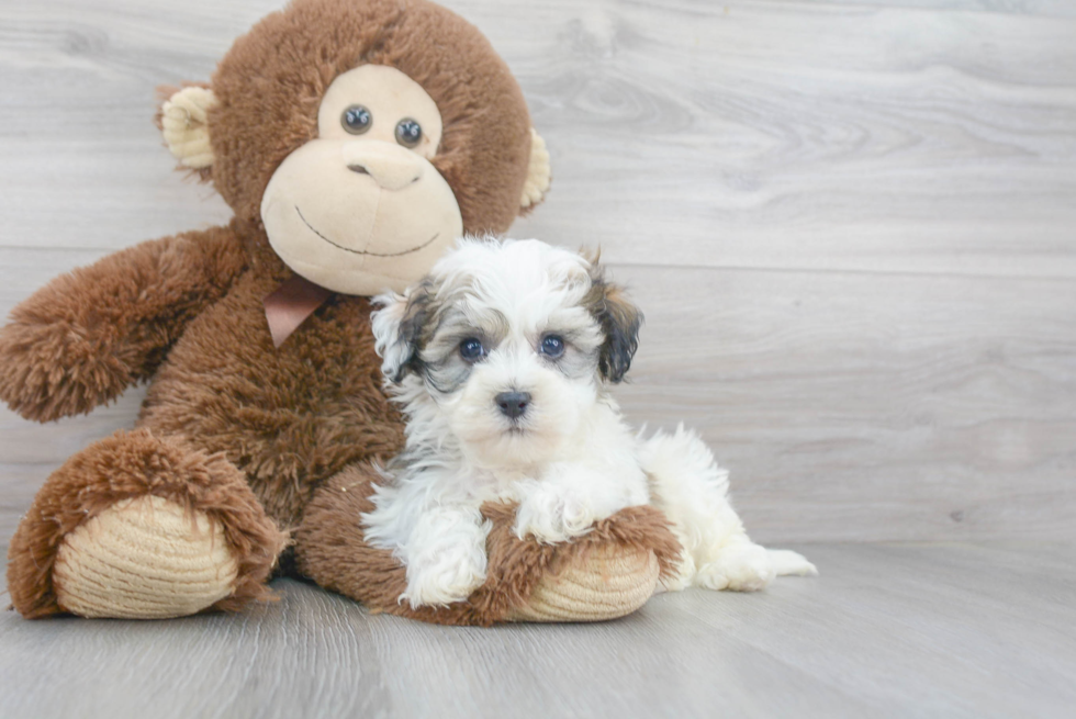 Happy Havanese Purebred Puppy