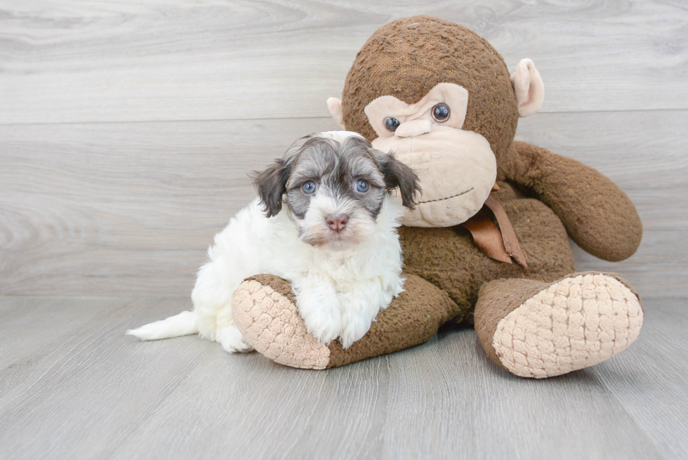 Funny Havanese Purebred Pup