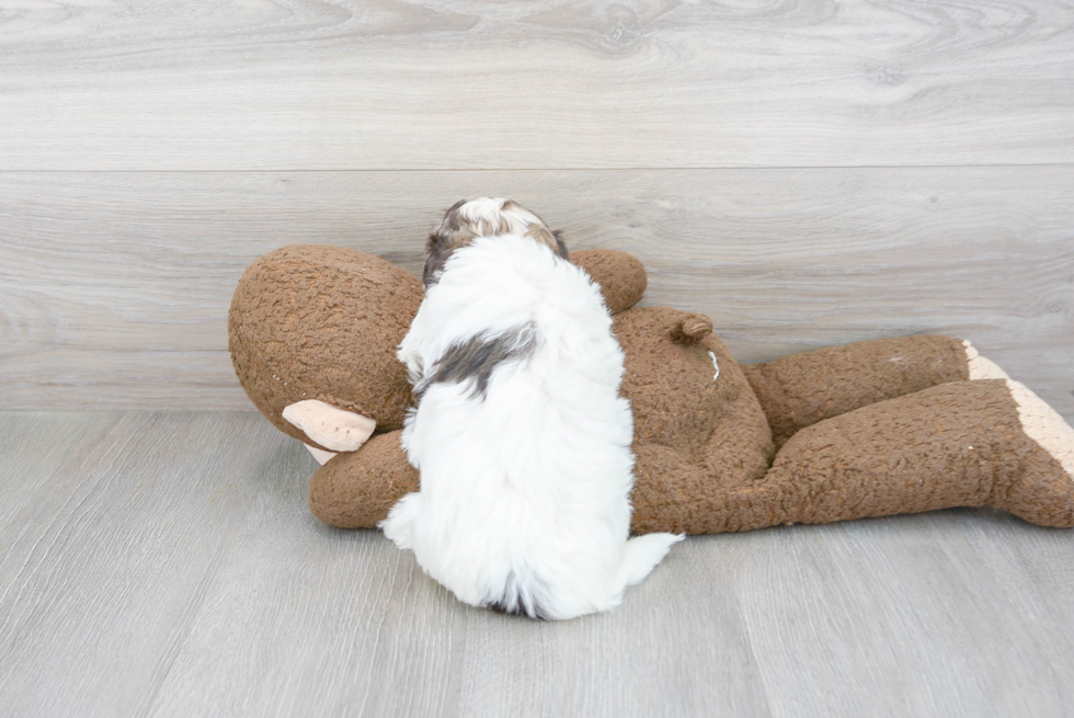 Playful Havanese Baby