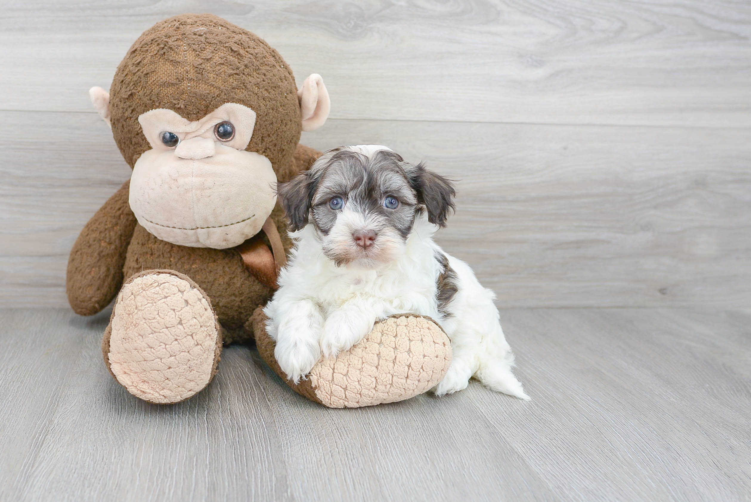 Best Havanese Baby