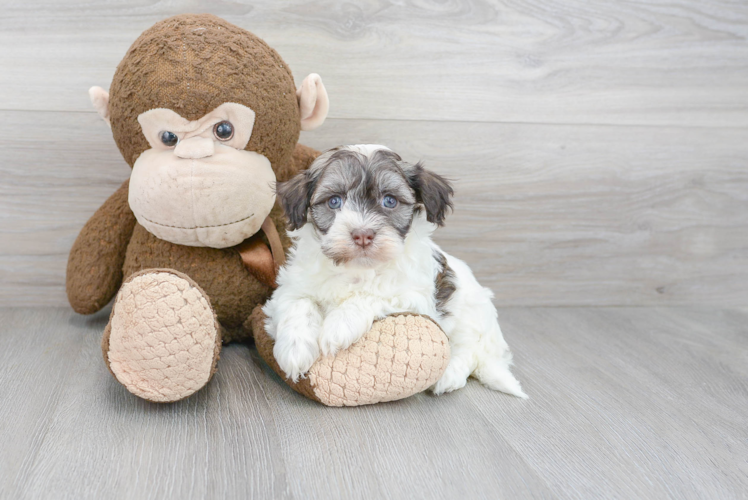 Best Havanese Baby