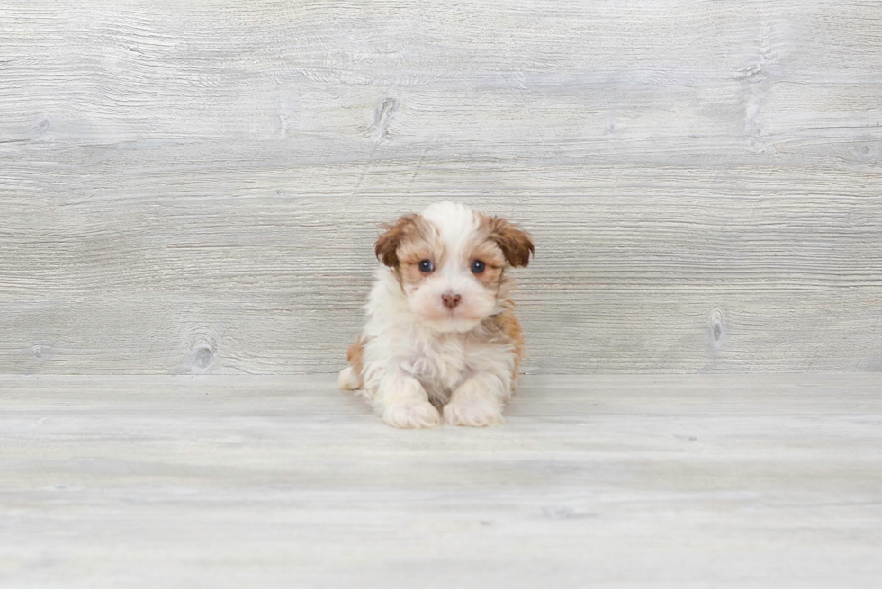 Havanese Pup Being Cute