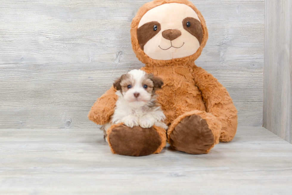 Funny Havanese Purebred Pup