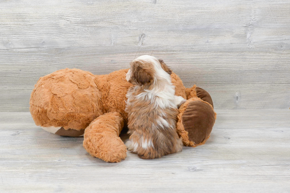 Hypoallergenic Havanese Purebred Pup