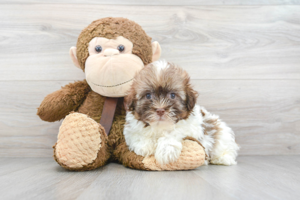 Popular Havanese Baby