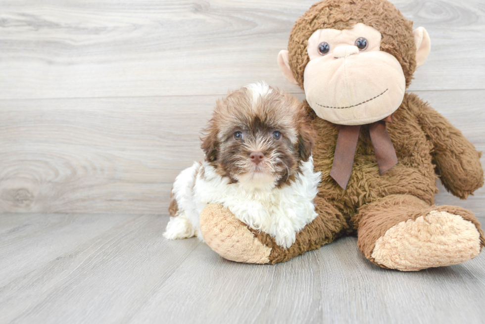 Little Havanese Purebred Pup