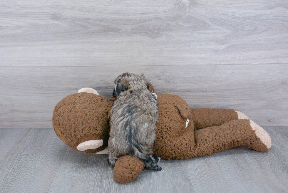 Havanese Pup Being Cute