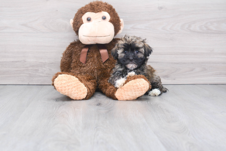 Hypoallergenic Havanese Baby