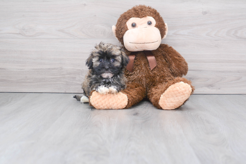 Popular Havanese Baby