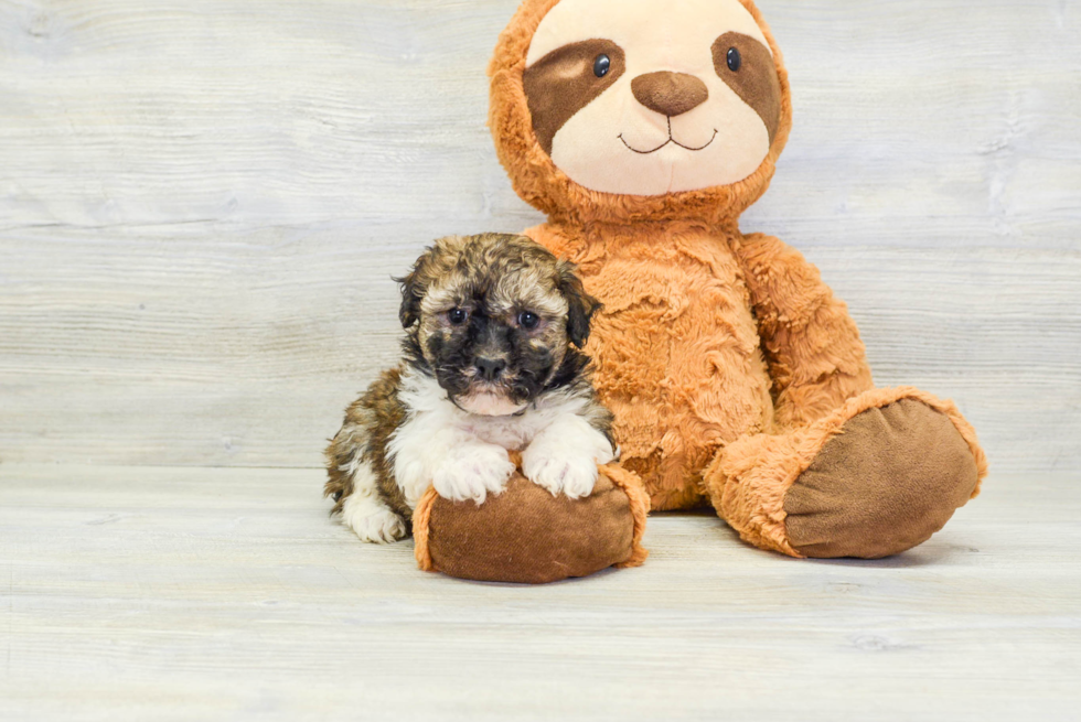 Friendly Havanese Baby