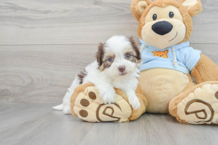 Energetic Havanese Purebred Puppy
