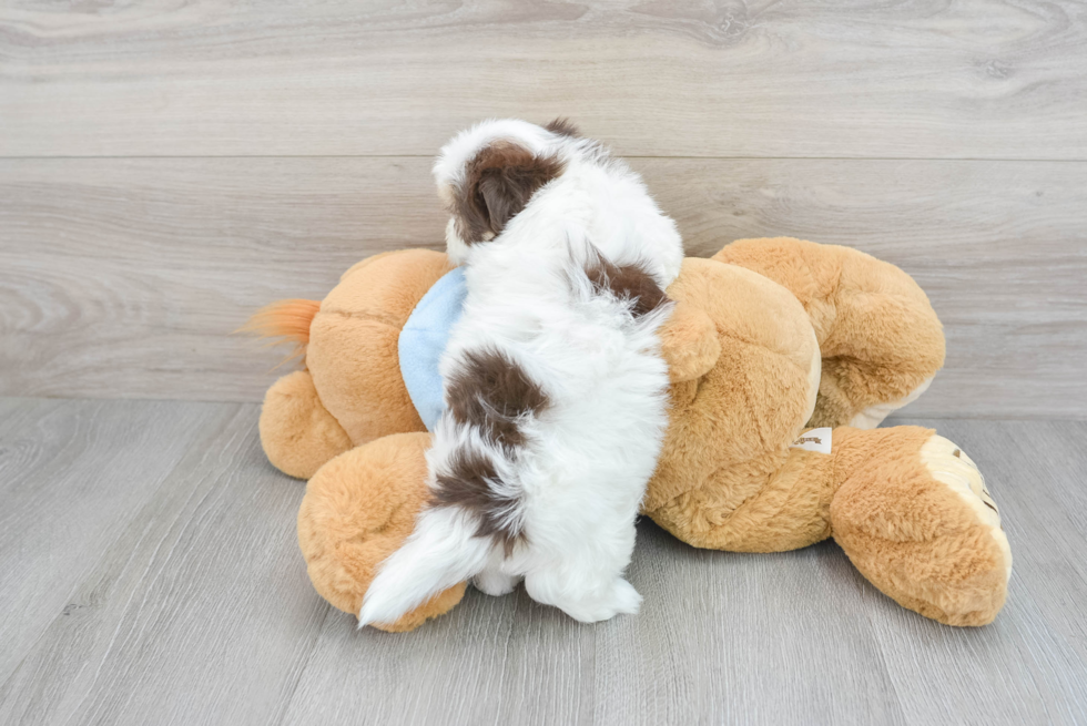 Little Havanese Purebred Pup