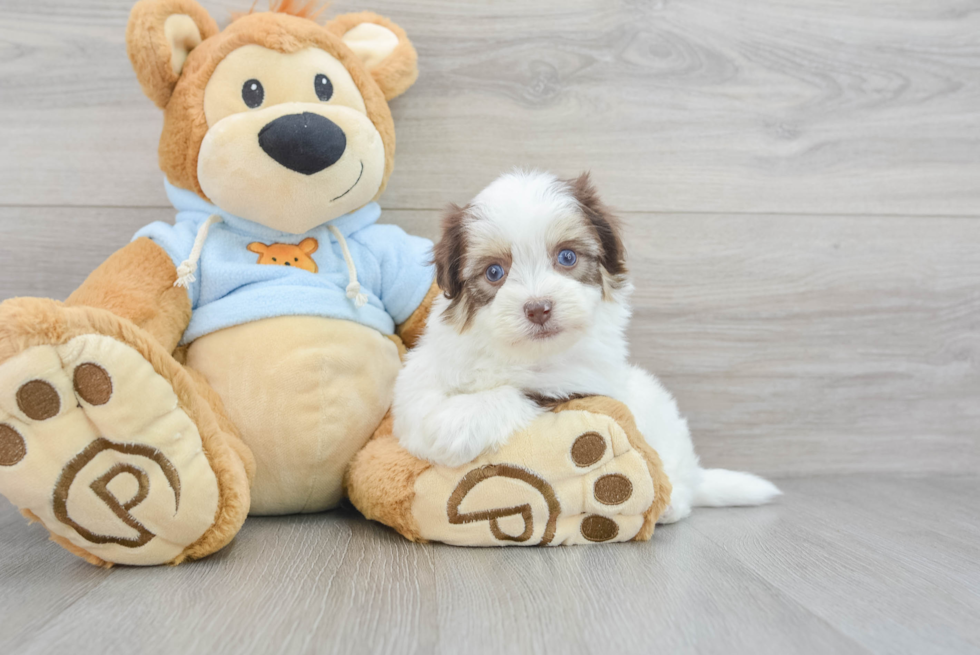 Havanese Pup Being Cute