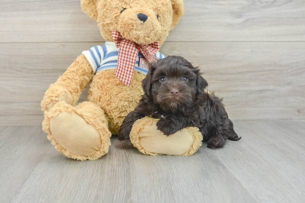 Akc Registered Havanese Baby