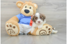 Best Havanese Baby