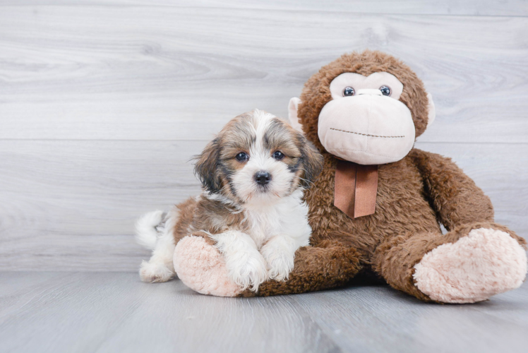 Cute Havanese Purebred Puppy