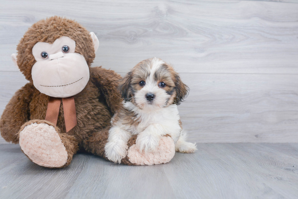 Energetic Havanese Purebred Puppy