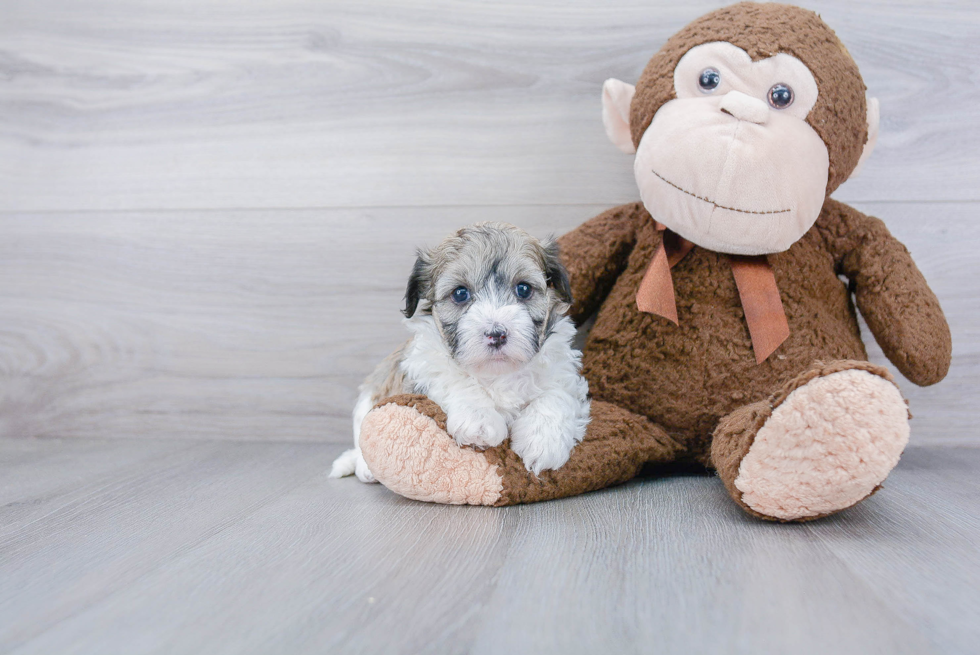 Happy Havanese Purebred Puppy