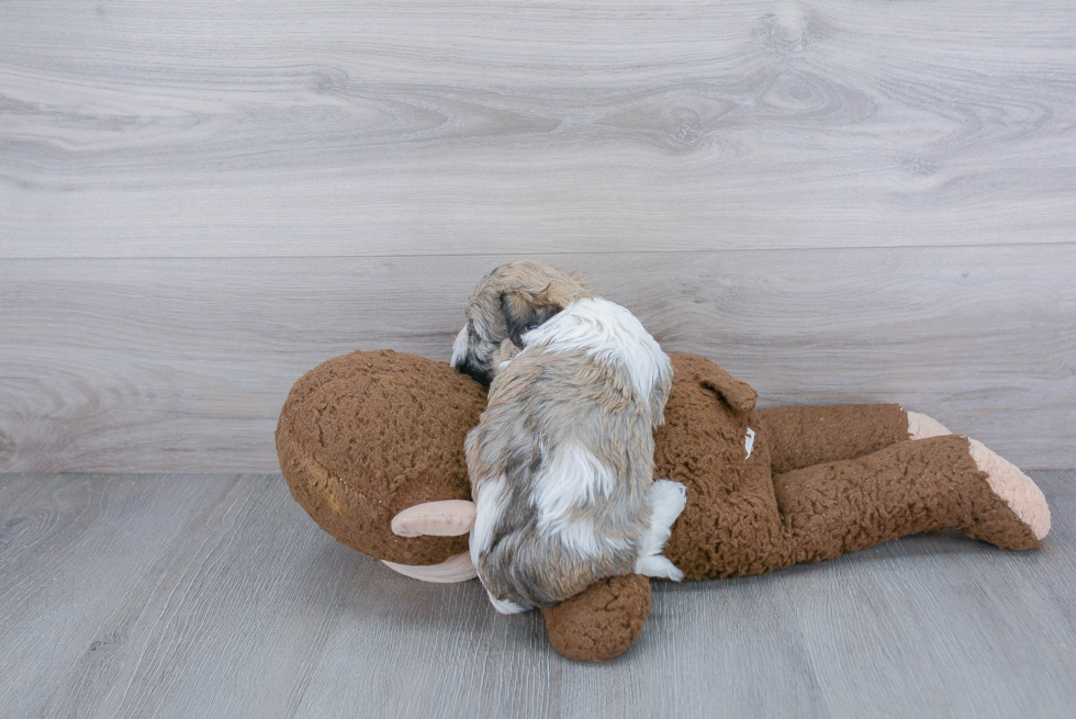 Popular Havanese Purebred Pup