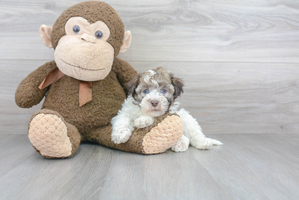 Petite Havanese Purebred Puppy