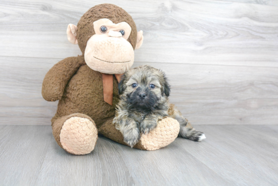 Adorable Havanese Purebred Puppy