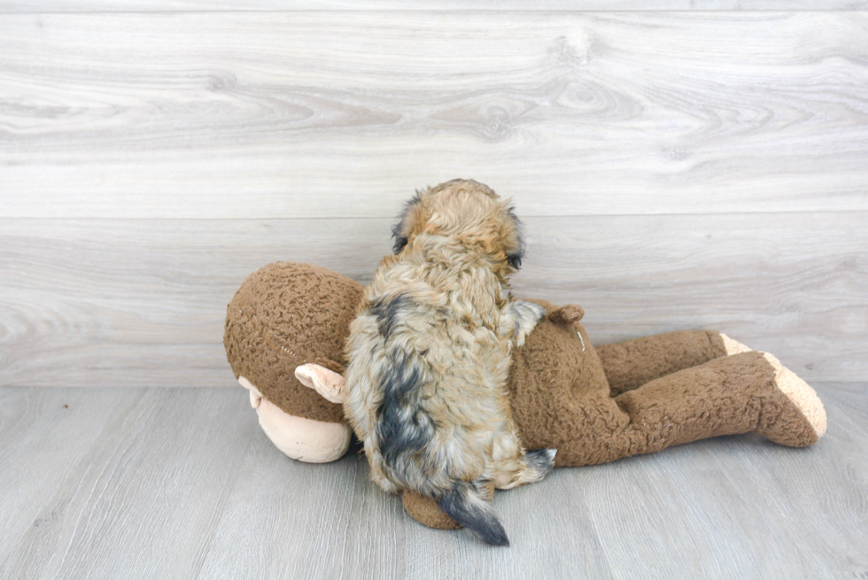 Fluffy Havanese Purebred Puppy