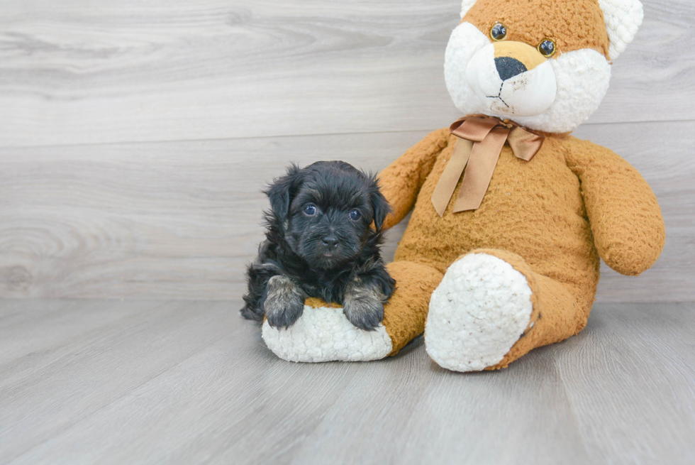 Havanese Puppy for Adoption