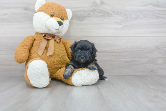 Adorable Havanese Purebred Puppy