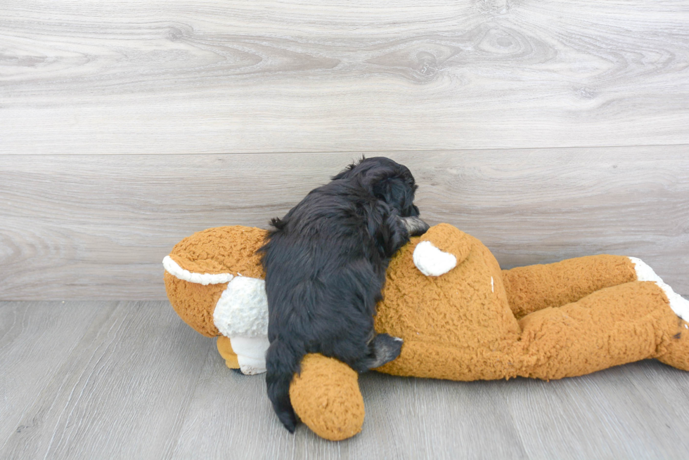 Petite Havanese Purebred Puppy