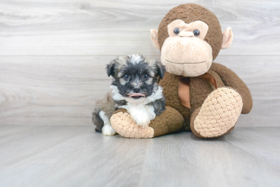 Cute Havanese Purebred Puppy