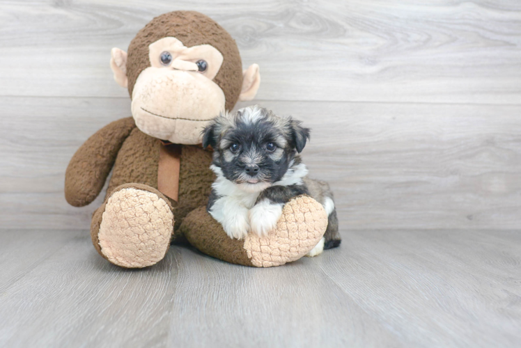 Havanese Pup Being Cute