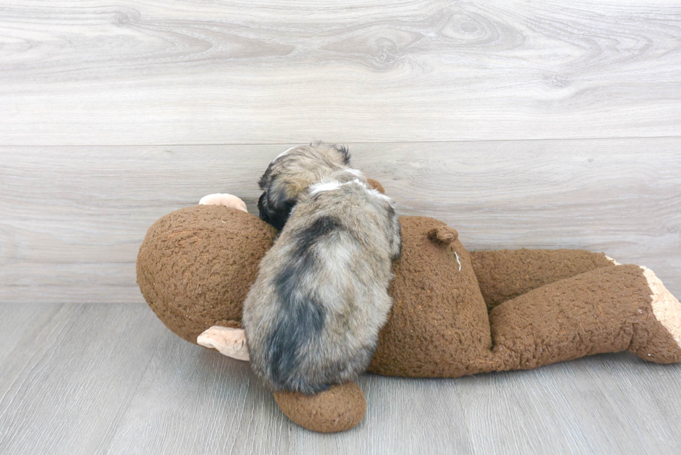 Havanese Pup Being Cute