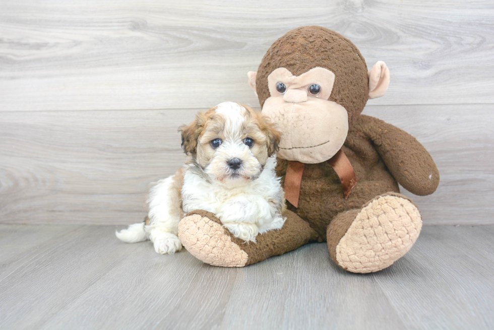 Best Havanese Baby